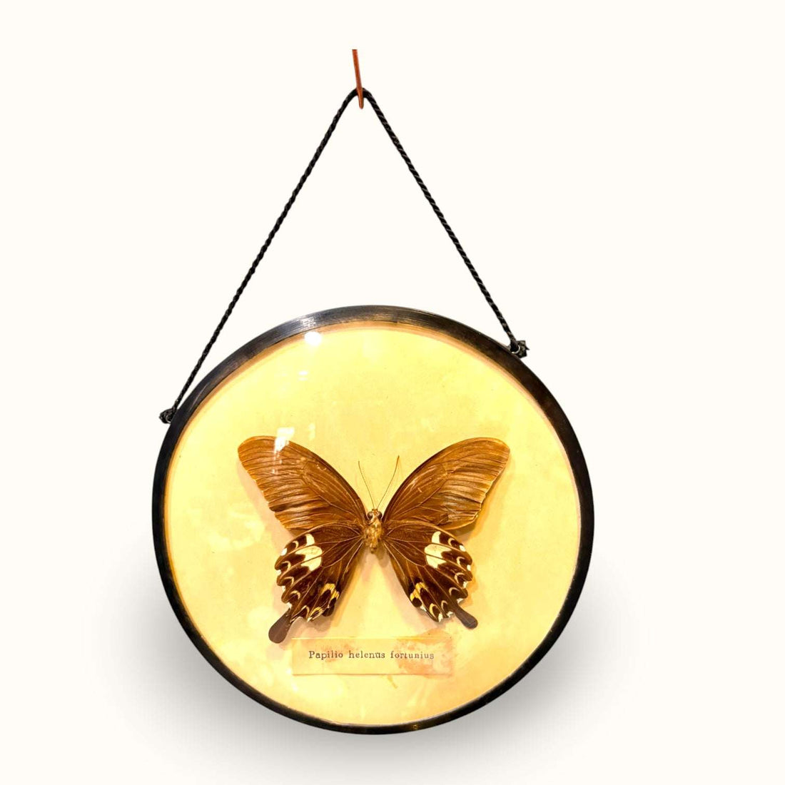 Marco con mariposa decorativa antigua para pared - Cositas Antiguas – La Guadaña, Anticuarios Online en Jerez , vender antigüedades, muebles antiguos