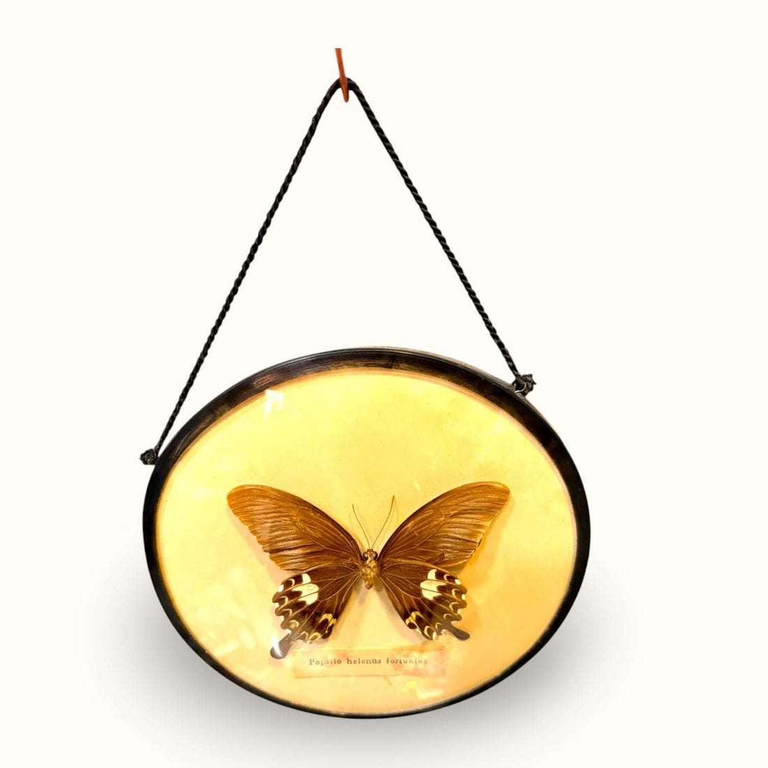 Marco con mariposa decorativa antigua para pared - Cositas Antiguas – La Guadaña, Anticuarios Online en Jerez , vender antigüedades, muebles antiguos
