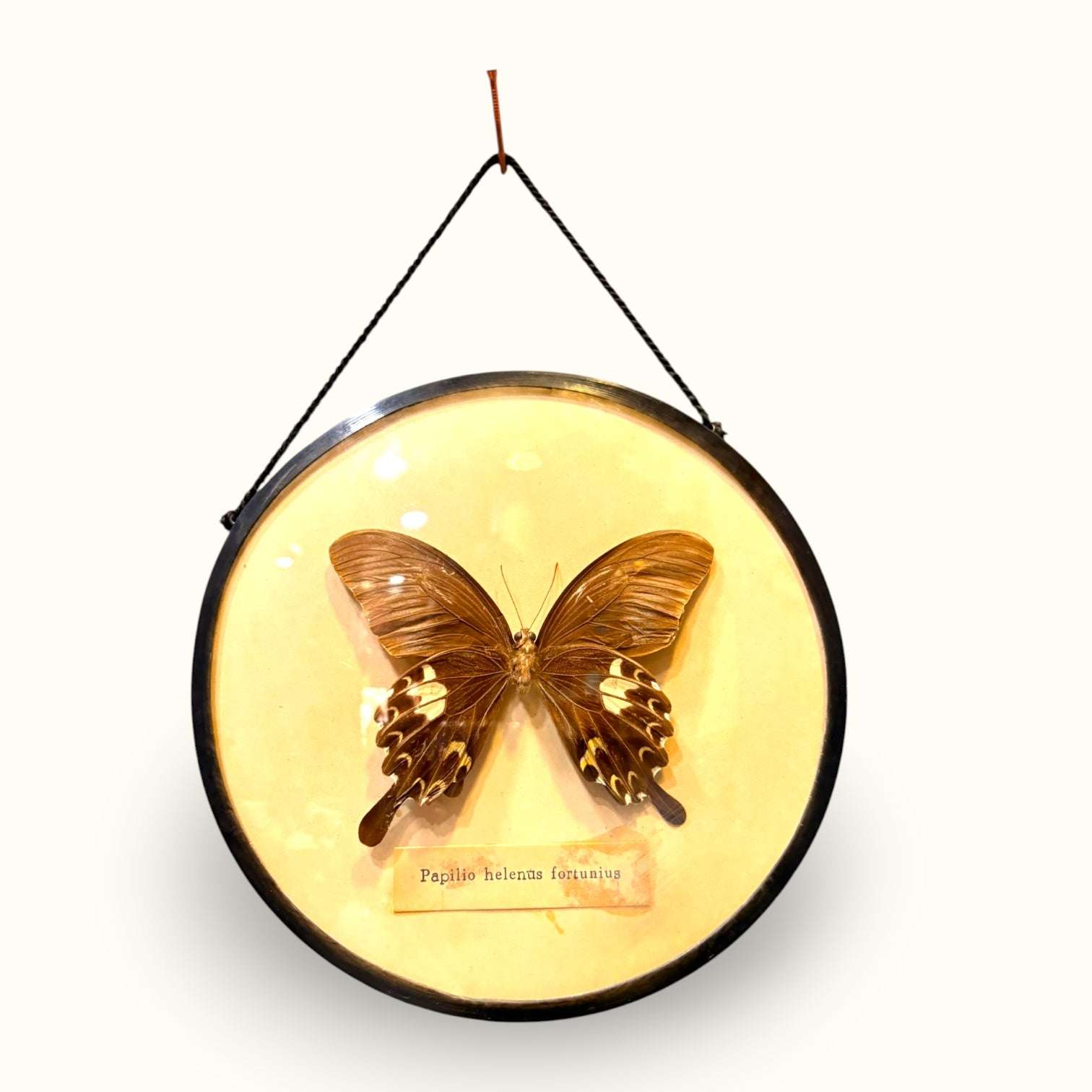 Marco con mariposa decorativa antigua para pared - Cositas Antiguas – La Guadaña, Anticuarios Online en Jerez , vender antigüedades, muebles antiguos