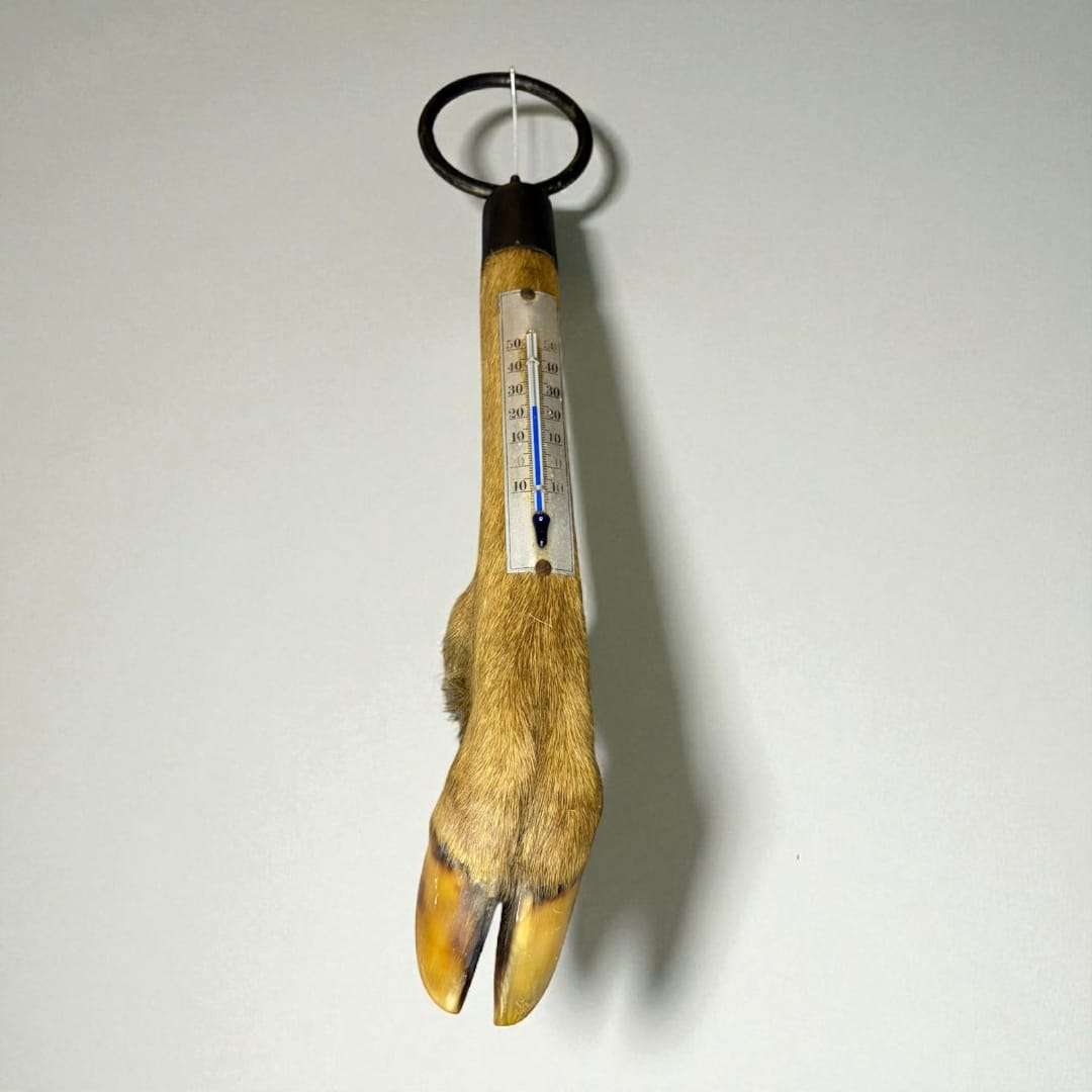 Termometro de pata de ciervo – Rústico, decorativo - Cositas Antiguas – La Guadaña, Anticuarios Online en Jerez , vender antigüedades, muebles antiguos