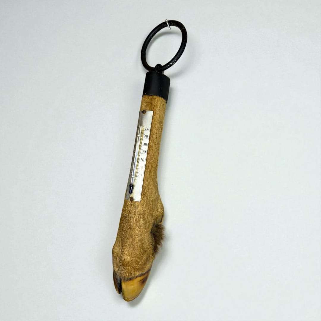 Termometro de pata de ciervo – Rústico, decorativo - Cositas Antiguas – La Guadaña, Anticuarios Online en Jerez , vender antigüedades, muebles antiguos