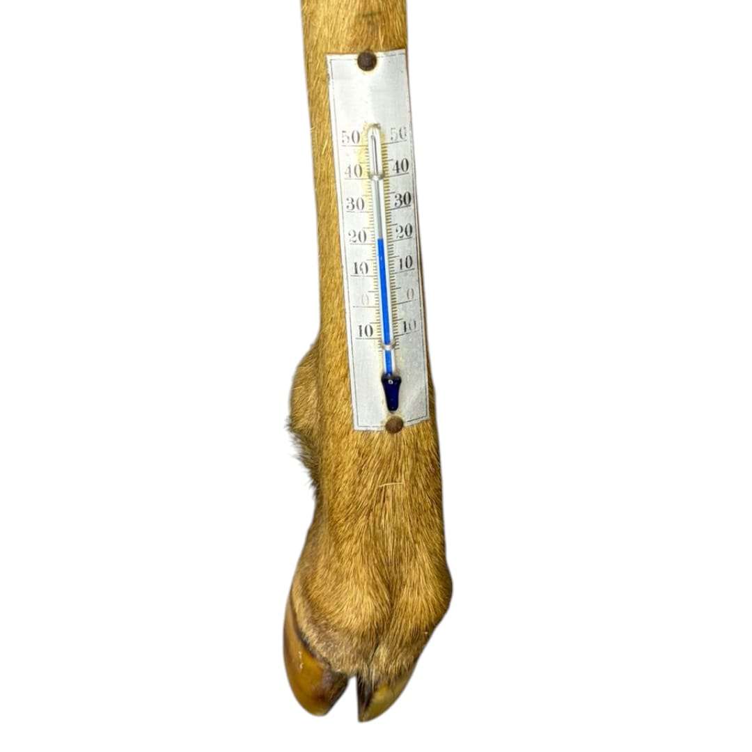 Termometro de pata de ciervo – Rústico, decorativo - Cositas Antiguas – La Guadaña, Anticuarios Online en Jerez , vender antigüedades, muebles antiguos